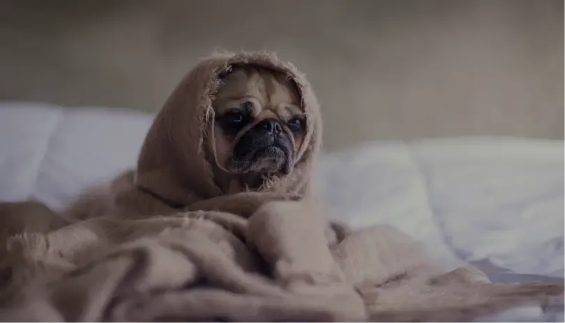 Cute pug wrapped in a soft beige blanket, lying on a bed and looking cozy