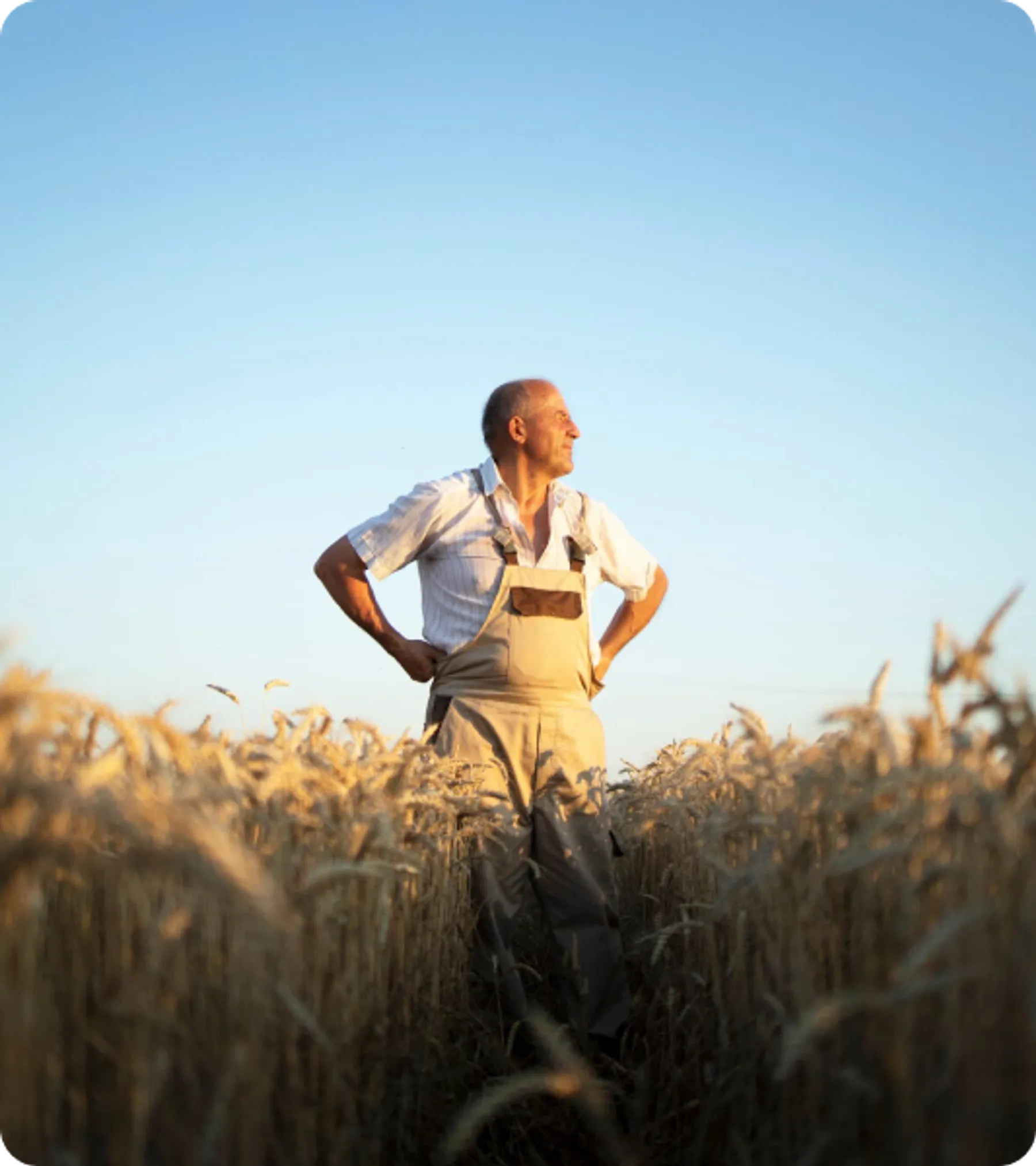 Man standing in wheat field at sunset, representing agricultural labor under the UK Seasonal Worker Visa scheme